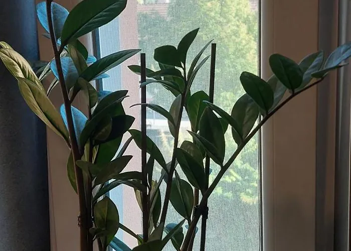 Hanna's Traumwohnung Apartment